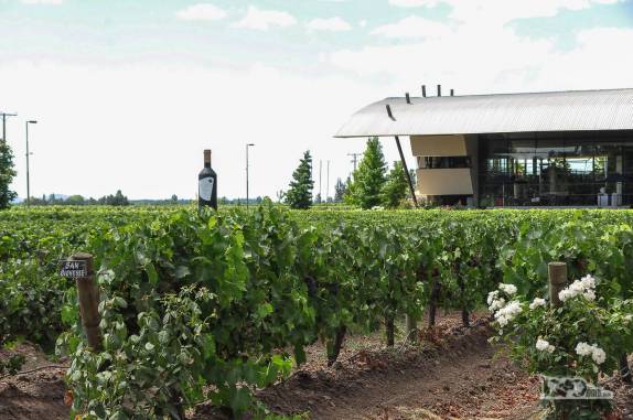 Videiras da vinícola Estampa, no Valle de Colchagua, região de Santa Cruz, ao sul de Santiago, no Chile